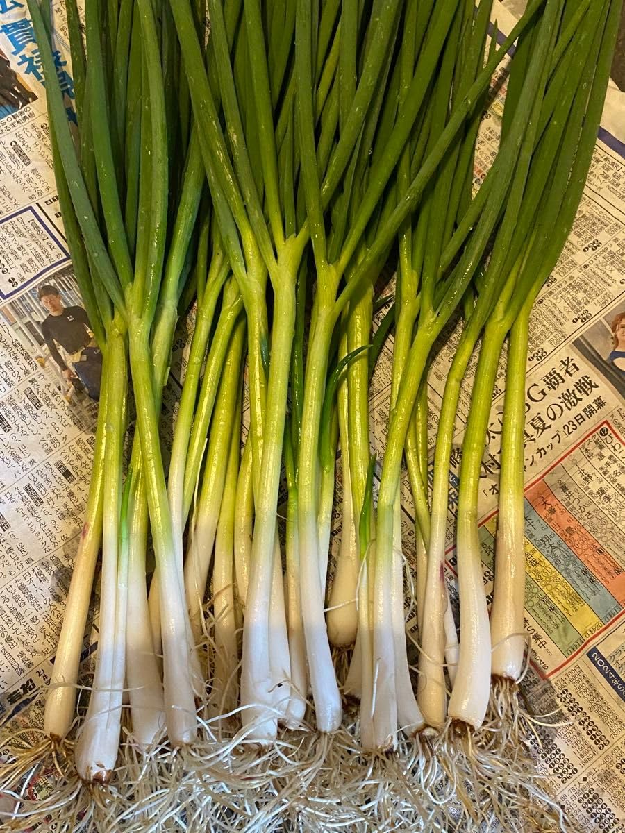 Amazon.co.jp: ねぎ苗20本 坊主知らずねぎ 分けつネギ どんどん増える